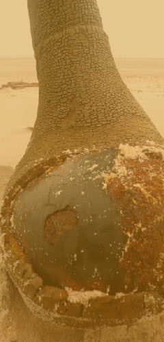 wp95e0f166_1b.jpg